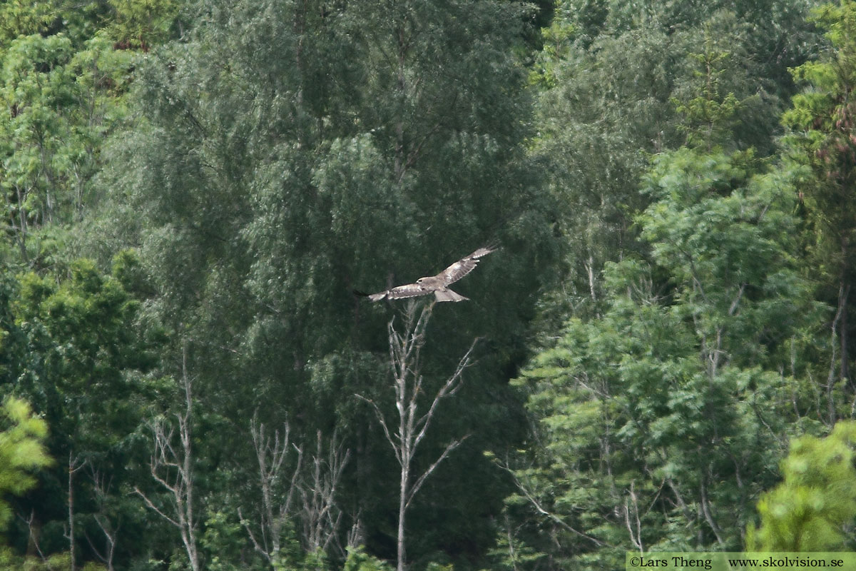 Brun glada, Milvus migrans